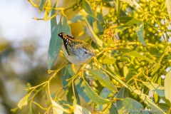 Spotted Pardalote