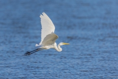 Great egret