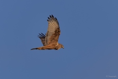 Brown falcon